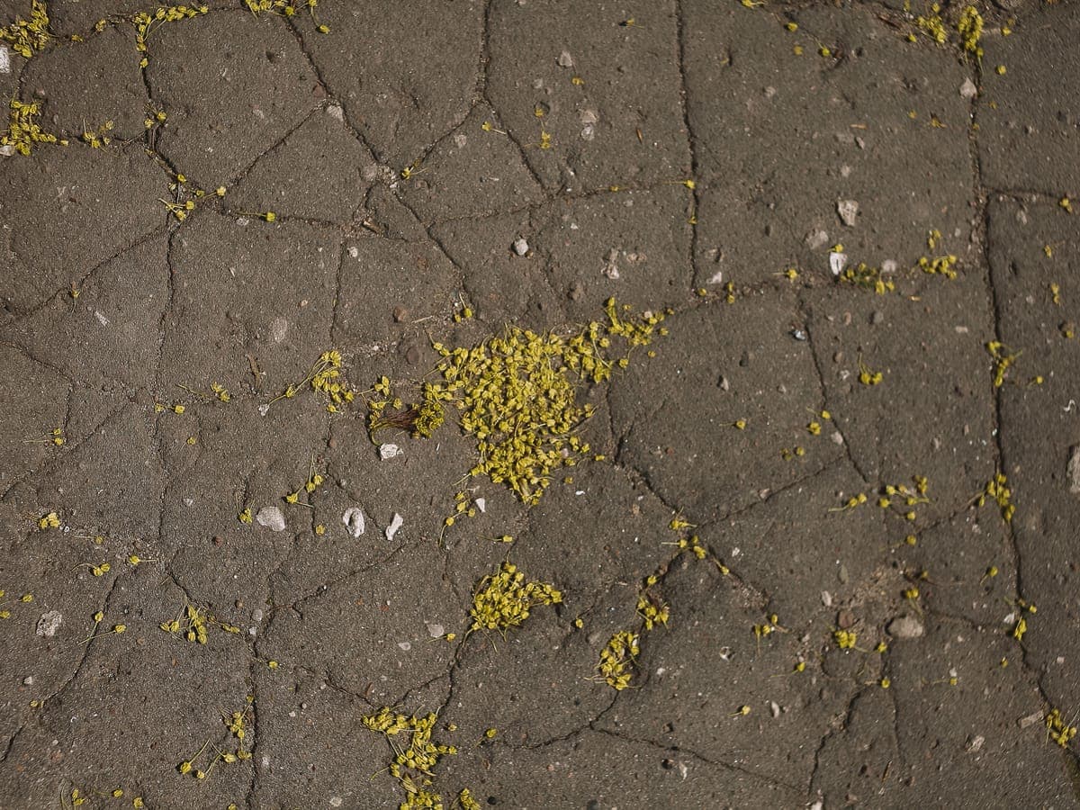 Una superficie de pavimento de hormigón agrietada y cuarteada, cubierta de pétalos amarillos de flores caídos.