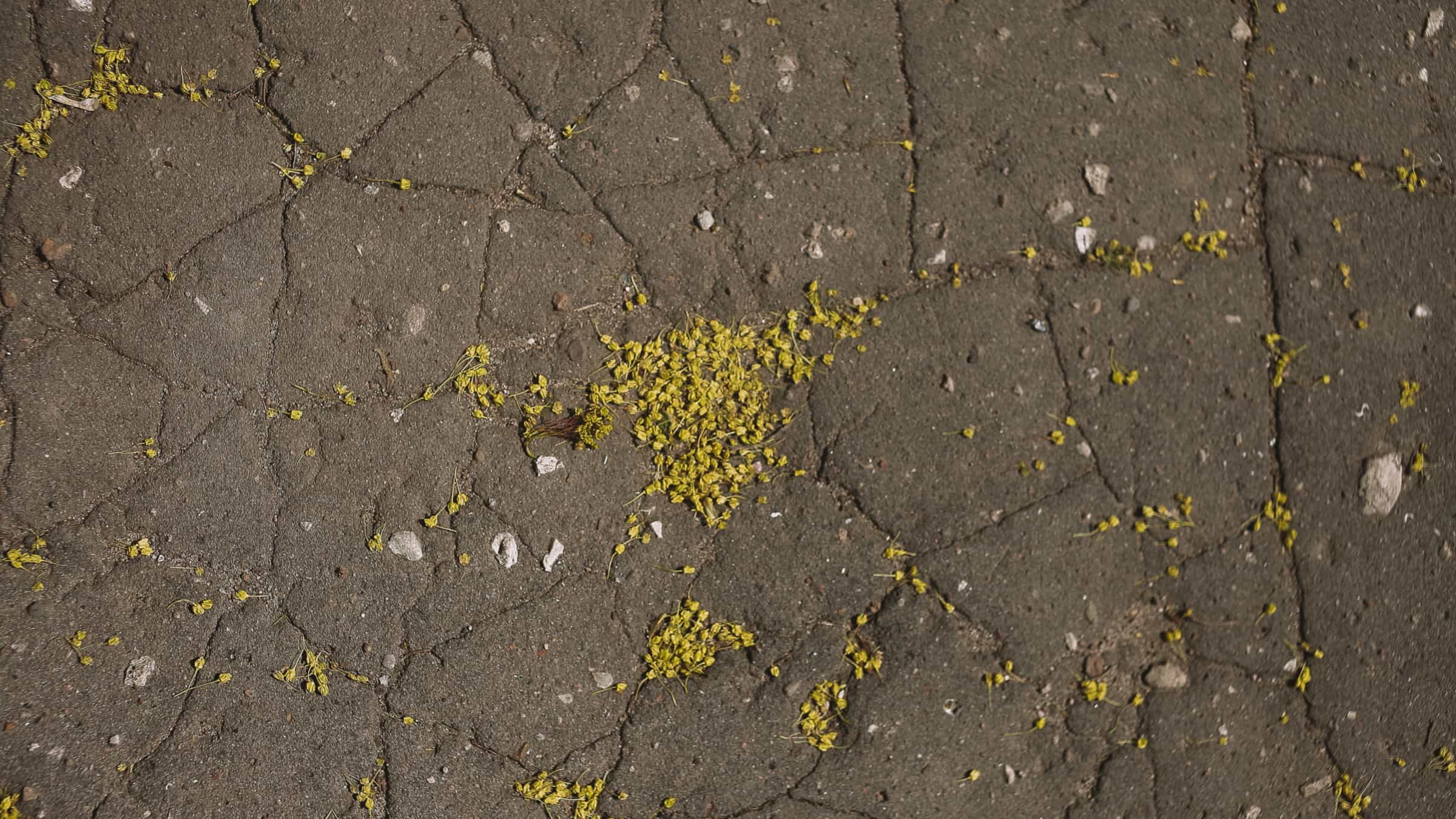 A cracked and crazed concrete pavement surface strewn with fallen yellow flower petals.